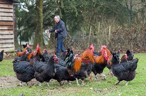 POULES NOIRES DE MARANS ELEVEES EN PLEIN AIR, AMBAZAC, (87) HAUTE-VIENNE, LIMOUSIN 