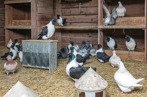 ELEVAGE DE PIGEONS A LA FERME, AMBAZAC, (87) HAUTE-VIENNE, LIMOUSIN, FRANCE 