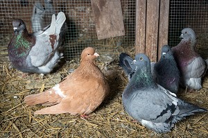 ELEVAGE DE PIGEONS A LA FERME, AMBAZAC, (87) HAUTE-VIENNE, LIMOUSIN, FRANCE 