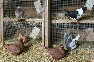 ELEVAGE DE PIGEONS A LA FERME, AMBAZAC, (87) HAUTE-VIENNE, LIMOUSIN, FRANCE 