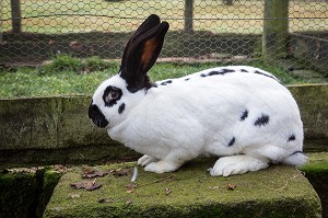 LAPIN DE RACE GEANT PAPILLON ELEVE A LA FERME EN PLEIN AIR, (87) HAUTE-VIENNE, LIMOUSIN, FRANCE 