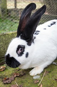 LAPIN DE RACE GEANT PAPILLON ELEVE A LA FERME EN PLAIN AIR, (87) HAUTE-VIENNE, LIMOUSIN, FRANCE 