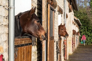 CHEVAUX DANS LEUR BOXES AU HARAS PRES D'ARGENTAN, ORNE (61), FRANCE 