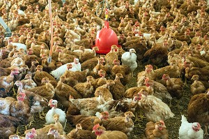 ELEVAGE DE POULETS DE MARANS DANS UN POULAILLER DE SEMI PLEIN AIR, MARANS, (85) VENDEE, FRANCE 