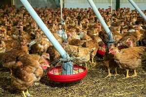 ELEVAGE DE POULETS DE MARANS DANS UN POULAILLER DE SEMI PLEIN AIR, MARANS, (85) VENDEE, FRANCE 