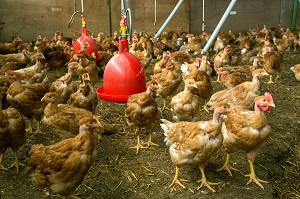 ELEVAGE DE POULETS DE MARANS DANS UN POULAILLER DE SEMI PLEIN AIR, MARANS, (85) VENDEE, FRANCE 