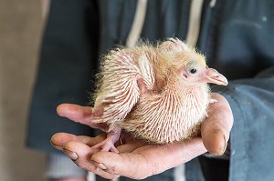 JEUNE PIGEON DANS LA MAIN DE L'ELEVEUR, ELEVAGE DE PIGEON PRES DE MARANS, (85) VENDEE, FRANCE 