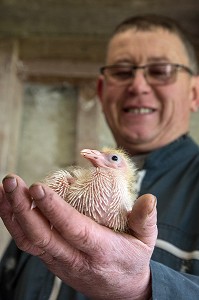 JEUNE PIGEONS DANS LA MAIN DE L'ELEVEUR, ELEVAGE DE PIGEON PRES DE MARANS, (85) VENDEE, FRANCE 