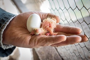 JEUNE PIGEONS DANS LA MAIN DE L'ELEVEUR, ELEVAGE DE PIGEON PRES DE MARANS, (85) VENDEE, FRANCE 
