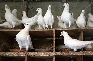ELEVAGE DE PIGEON BLANCS PRES DE MARANS, (85) VENDEE, FRANCE 