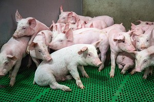 JEUNES COCHONS ELEVES EN BATTERIE, VENDEE, (85) VENDEE, FRANCE 