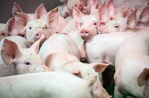 JEUNES COCHONS ELEVES EN BATTERIE, VENDEE, (85) VENDEE, FRANCE 