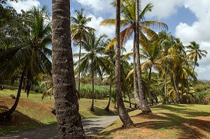 ENTREE DE LA PALMERAIE DU JARDIN TROPICAL DE L'HABITATION CLEMENT, ANCIENNE DISTILLERIE DE RHUM, RHUMERIE, LE FRANCOIS, MARTINIQUE, ANTILLES FRANCAISES, FRANCE 