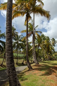 ENTREE DE LA PALMERAIE DU JARDIN TROPICAL DE L'HABITATION CLEMENT, ANCIENNE DISTILLERIE DE RHUM, RHUMERIE, LE FRANCOIS, MARTINIQUE, ANTILLES FRANCAISES, FRANCE 