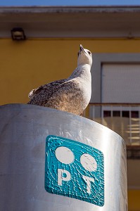 CARTE DE TELEPHONE PT UNIVERSAL AVEC UNE MOUETTE SUR LA CABINE TELEPHONIQUE, PORTO, PORTUGAL 