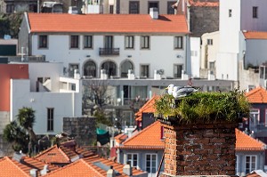 COUPLE DE MOUETTES SUR LES TOITS DE LA VILLE DE PORTO, PORTUGAL 