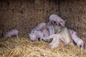 ELEVAGE DE COCHONS EN PLEIN AIR, FERME DU LOUVIER, TRANSFORMATION ET VENTE SUR L'EXPLOITATION, BALINES, VERNEUIL-SUR-AVRE (27), FRANCE 