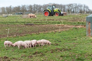 ELEVAGE DE COCHONS EN PLEIN AIR, FERME DU LOUVIER, TRANSFORMATION ET VENTE SUR L'EXPLOITATION, BALINES, VERNEUIL-SUR-AVRE (27), FRANCE 