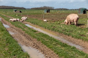 ELEVAGE DE COCHONS EN PLEIN AIR, FERME DU LOUVIER, TRANSFORMATION ET VENTE SUR L'EXPLOITATION, BALINES, VERNEUIL-SUR-AVRE (27), FRANCE 