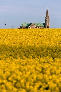 CATHEDRALE DE CHARTRES AU MILIEU DES CHAMPS DE COLZA, EURE-ET-LOIR (28), FRANCE 