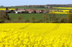 PAYSAGE DE PRINTEMPS AVEC LA FERME ET LES CHAMPS DE COLZA DANS LE PERCHE AUTOUR DE LA GAUDAINE, EURE-ET-LOIR (28), FRANCE 