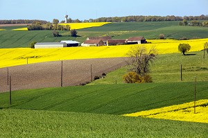PAYSAGE DE PRINTEMPS AVEC LA FERME ET LES CHAMPS DE COLZA DANS LE PERCHE AUTOUR DE LA GAUDAINE, EURE-ET-LOIR (28), FRANCE 