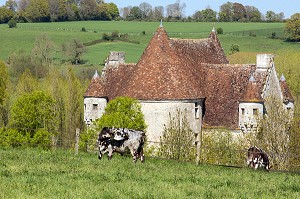 VACHES NORMANDES ET MANOIR DE COURBOYER, MAISON DU PARC NATUREL REGIONAL DU PERCHE, NOCE (61), FRANCE 