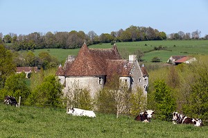 VACHES NORMANDES ET MANOIR DE COURBOYER, MAISON DU PARC NATUREL REGIONAL DU PERCHE, NOCE (61), FRANCE 