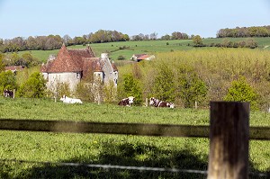 VACHES NORMANDES ET MANOIR DE COURBOYER, MAISON DU PARC NATUREL REGIONAL DU PERCHE, NOCE (61), FRANCE 