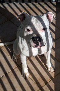 CHIEN DE RACE AMERICAN STAFFORDSHIRE TERRIER ASSIS PAR TERRE AU SOLEIL 