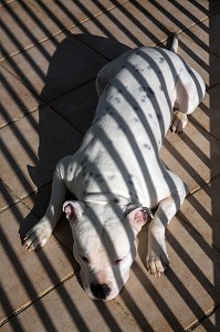 CHIEN DE RACE AMERICAN STAFFORDSHIRE TERRIER ASSIS PAR TERRE AU SOLEIL 