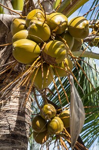 GRAPPE DE NOIX DE COCO ACCROCHEE SOUS LES BRANCHES COCOTIER 