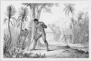 INDIGENES CULTIVANT LA CANNE A SUCRE A TAHITI GRAVEE PAR CHOLLET D'APRES DANVIN, 1836, MENTION OBLIGATOIRE : COLLECTION SAINT-JAMES 