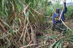 COUPEURS, COUPE A LA MAIN AVEC UNE MACHETTE DES TIGES DE CANNES A SUCRE, DISTILLERIE DE RHUM LA FAVORITE, FORT-DE-FRANCE, MARTINIQUE, ANTILLES FRANCAISES, FRANCE 