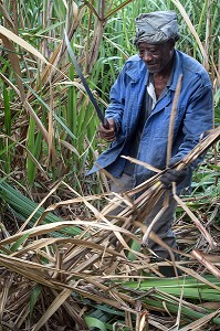 COUPEURS, COUPE A LA MAIN AVEC UNE MACHETTE DES TIGES DE CANNES A SUCRE, DISTILLERIE DE RHUM LA FAVORITE, FORT-DE-FRANCE, MARTINIQUE, ANTILLES FRANCAISES, FRANCE 