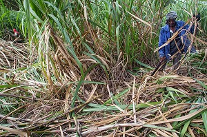 COUPEURS, COUPE A LA MAIN AVEC UNE MACHETTE DES TIGES DE CANNES A SUCRE, DISTILLERIE DE RHUM LA FAVORITE, FORT-DE-FRANCE, MARTINIQUE, ANTILLES FRANCAISES, FRANCE 