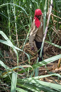 COUPEURS, COUPE A LA MAIN AVEC UNE MACHETTE DES TIGES DE CANNES A SUCRE, DISTILLERIE DE RHUM LA FAVORITE, FORT-DE-FRANCE, MARTINIQUE, ANTILLES FRANCAISES, FRANCE 