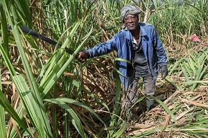 COUPEURS, COUPE A LA MAIN AVEC UNE MACHETTE DES TIGES DE CANNES A SUCRE, DISTILLERIE DE RHUM LA FAVORITE, FORT-DE-FRANCE, MARTINIQUE, ANTILLES FRANCAISES, FRANCE 