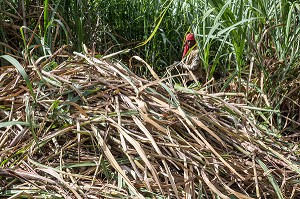 COUPEURS, COUPE A LA MAIN AVEC UNE MACHETTE DES TIGES DE CANNES A SUCRE, DISTILLERIE DE RHUM LA FAVORITE, FORT-DE-FRANCE, MARTINIQUE, ANTILLES FRANCAISES, FRANCE 