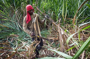 COUPEURS, COUPE A LA MAIN AVEC UNE MACHETTE DES TIGES DE CANNES A SUCRE, DISTILLERIE DE RHUM LA FAVORITE, FORT-DE-FRANCE, MARTINIQUE, ANTILLES FRANCAISES, FRANCE 