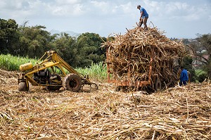 RECOLTE DE CANNES A SUCRE, RAMASSAGE DES TIGES TOUTE LONGUEUR COUPEES A LA MAIN, PLANTATIONS DE LA DISTILLERIE DE RHUM LA FAVORITE, FORT-DE-FRANCE, MARTINIQUE, ANTILLES FRANCAISES, FRANCE 