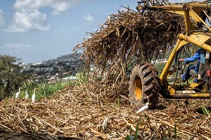 RECOLTE DE CANNES A SUCRE, RAMASSAGE DES TIGES TOUTE LONGUEUR COUPEES A LA MAIN, PLANTATIONS DE LA DISTILLERIE DE RHUM LA FAVORITE, FORT-DE-FRANCE, MARTINIQUE, ANTILLES FRANCAISES, FRANCE 