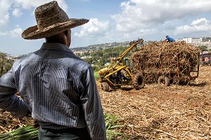 RECOLTE DE CANNES A SUCRE, RAMASSAGE DES TIGES TOUTE LONGUEUR COUPEES A LA MAIN, PLANTATIONS DE LA DISTILLERIE DE RHUM LA FAVORITE, FORT-DE-FRANCE, MARTINIQUE, ANTILLES FRANCAISES, FRANCE 