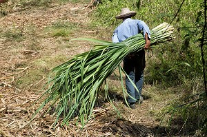 FAGOT DE BOUTS BLANCS POUR NOURRIR LES ANIMAUX, RECOLTE DE CANNES A SUCRE, PLANTATIONS DE LA DISTILLERIE LA FAVORITE, FORT-DE-FRANCE, MARTINIQUE, ANTILLES FRANCAISES, FRANCE 