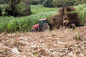 RECOLTE DE CANNES A SUCRE, RAMASSAGE DES TIGES TOUTE LONGUEUR COUPEES A LA MAIN, PLANTATION DE LA DISTILLERIE DE RHUM LA FAVORITE, FORT-DE-FRANCE, MARTINIQUE, ANTILLES FRANCAISES, FRANCE 