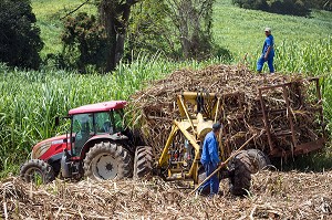 RECOLTE DE CANNES A SUCRE, RAMASSAGE DES TIGES TOUTE LONGUEUR COUPEES A LA MAIN, PLANTATION DE LA DISTILLERIE DE RHUM LA FAVORITE, FORT-DE-FRANCE, MARTINIQUE, ANTILLES FRANCAISES, FRANCE 