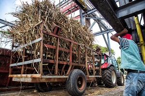 DECHARGE DE LA CANNE A SUCRE COUPE A LA MAIN, DISTILLERIE MARTINIQUAISE DES PLANTATIONS SAINT-JAMES, SAINTE-MARIE, MARTINIQUE, ANTILLES FRANCAISES, FRANCE 