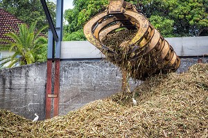 STOCKAGE DE TIGE DE CANNE SUCRE AVANT SON BROYAGE, DISTILLERIE DE RHUM MARTINIQUAISE DES PLANTATIONS SAINT-JAMES, SAINTE-MARIE, MARTINIQUE, ANTILLES FRANCAISES, FRANCE 