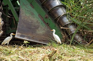 OISEAUX PIQUE BOEUF DEVANT LES FUSEAUX A HELICES DE LA COUPEUSE MECANIQUE DE CANNE A SUCRE, RECOLTE MECANIQUE, DISTILLERIE MARTINIQUAISE DE RHUM DES PLANTATIONS SAINT-JAMES, SAINTE-MARIE, MARTINIQUE, ANTILLES FRANCAISES, FRANCE 