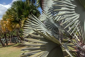 JARDIN BOTANIQUE TROPICAL, HABITATION CLEMENT, FABRICANT DE RHUM, LE FRANCOIS, MARTINIQUE, ANTILLES FRANCAISES, FRANCE 